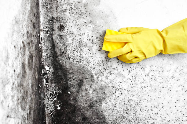 Best Industrial Mold Remediation in Portage Lakes, OH